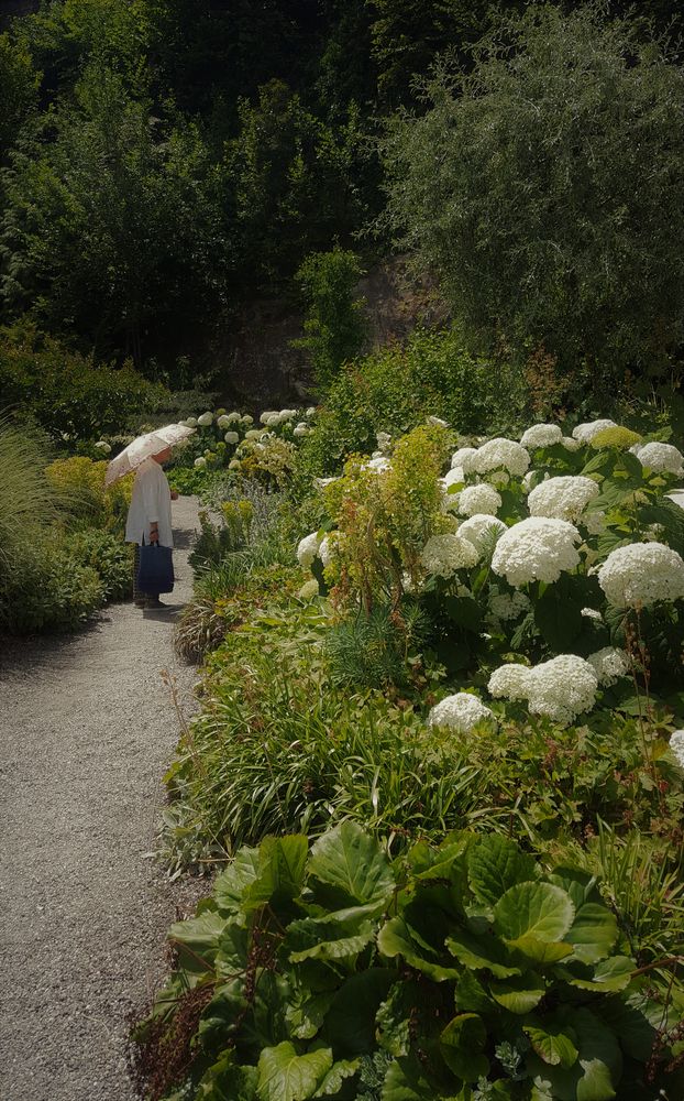 Hortensienblüte ...