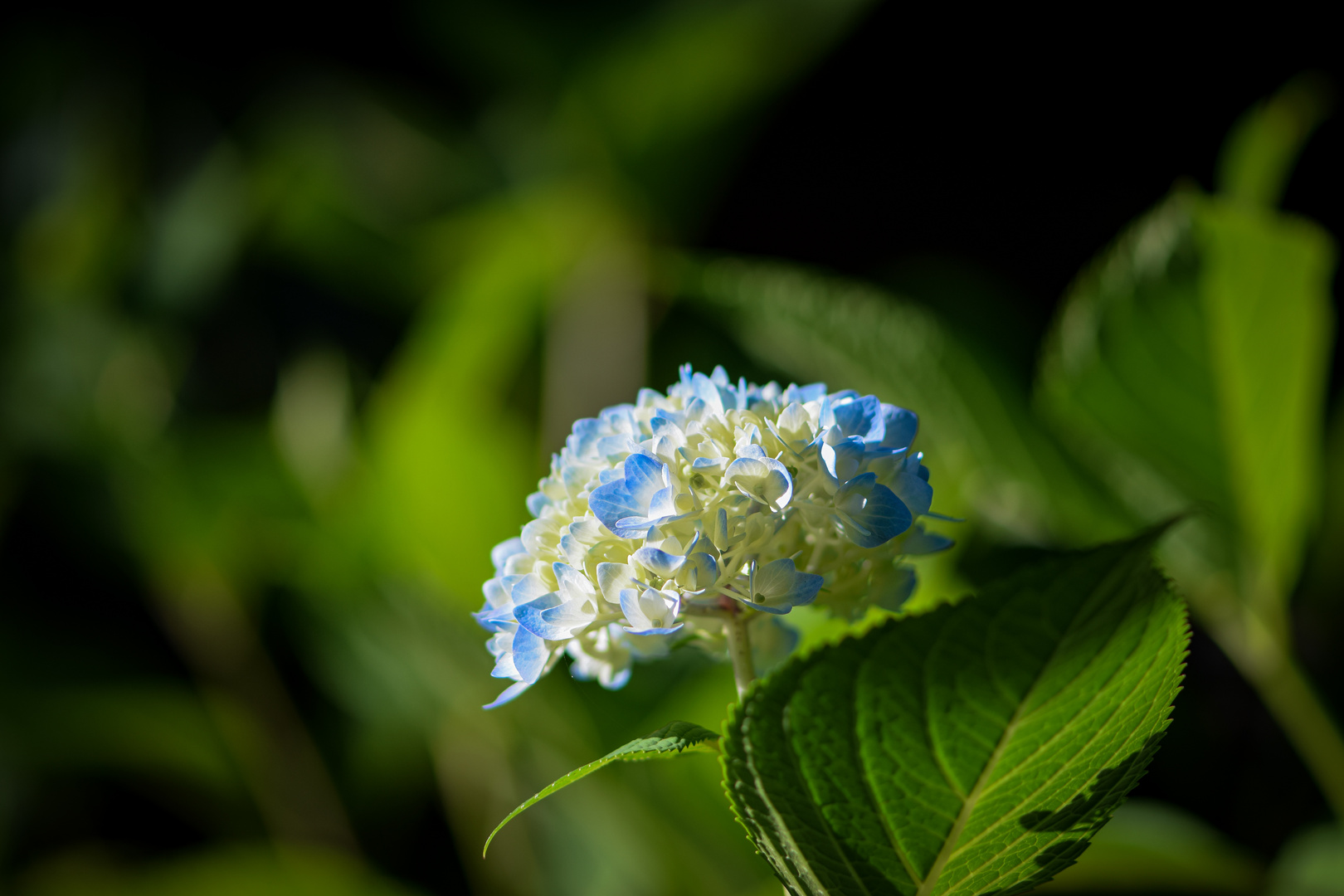 Hortensienblüte - 3