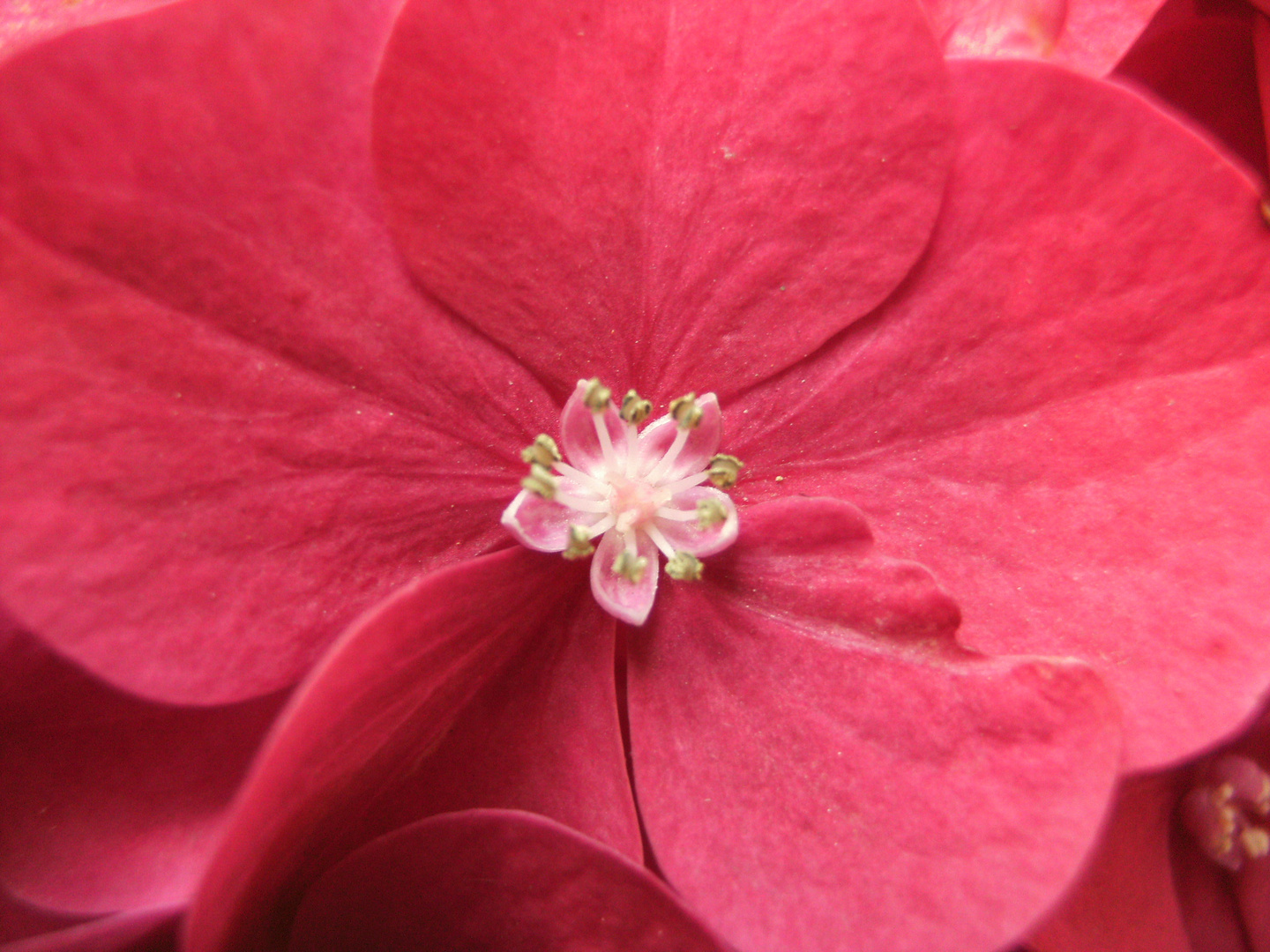 Hortensienblüte