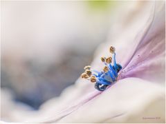 hortensienblüte...