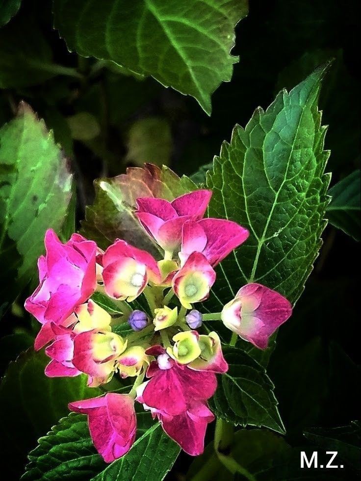 Hortensienblüte 