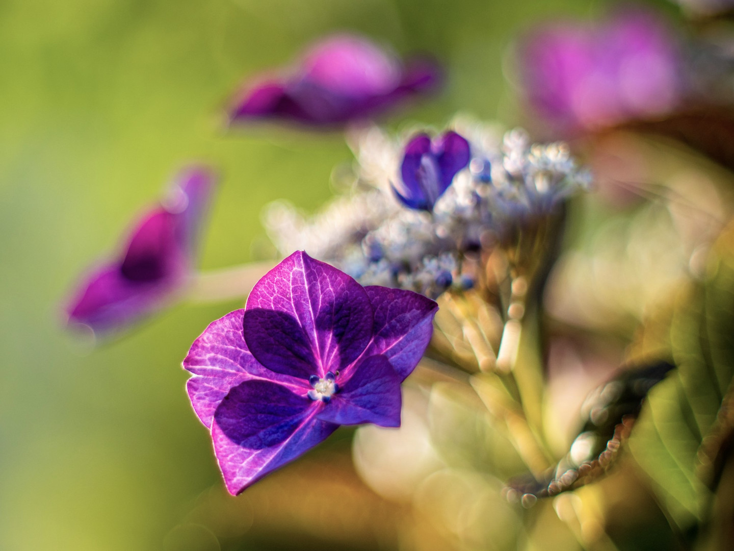 Hortensienblüte