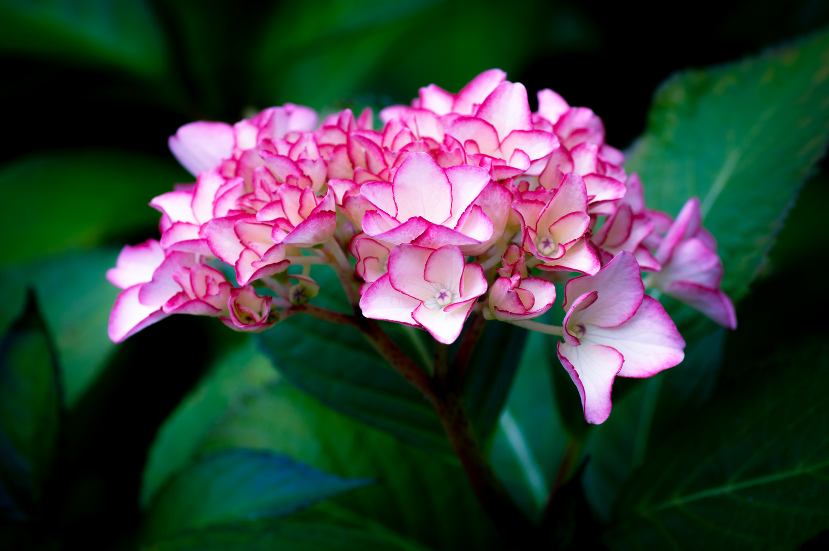 Hortensienblüte