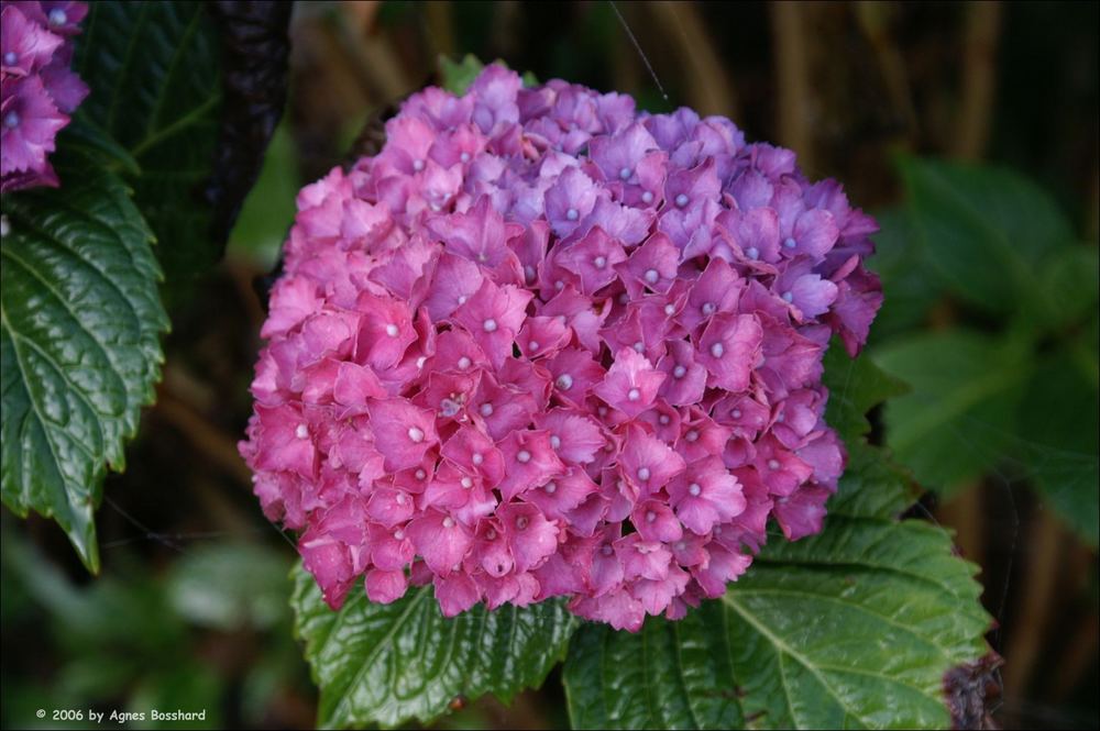 Hortensienblüte