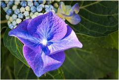 Hortensienblüte