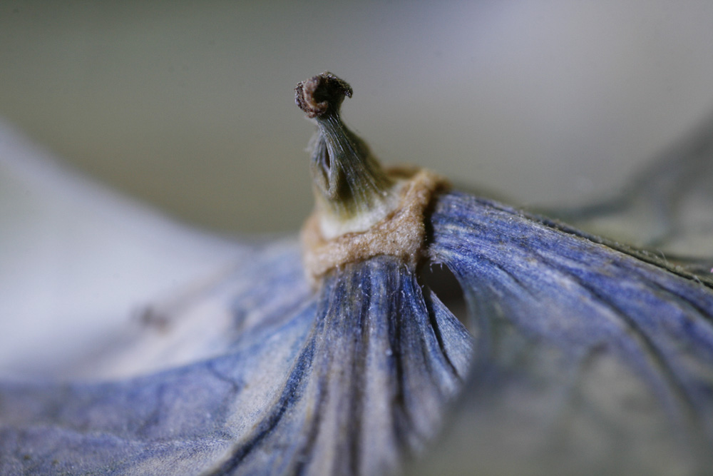 Hortensienblüte ...