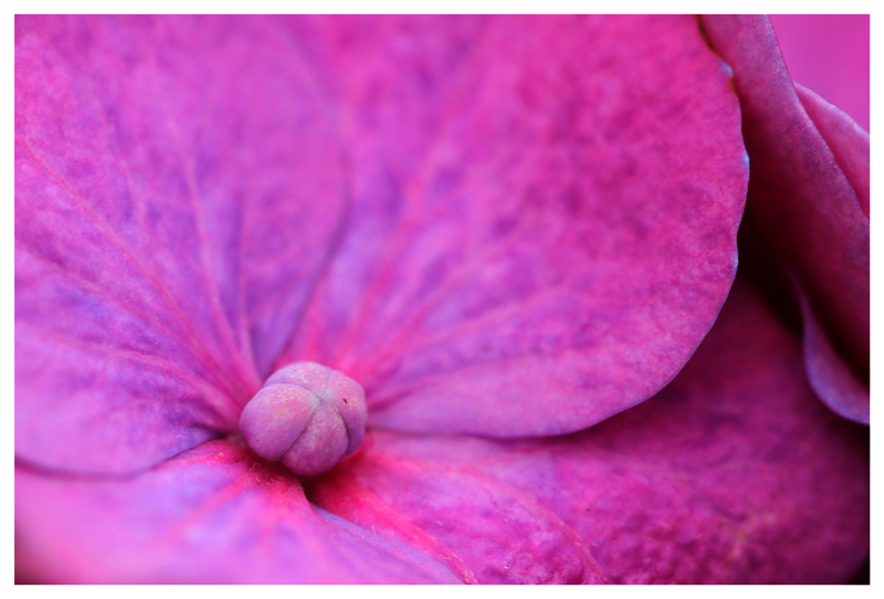 Hortensienblüte