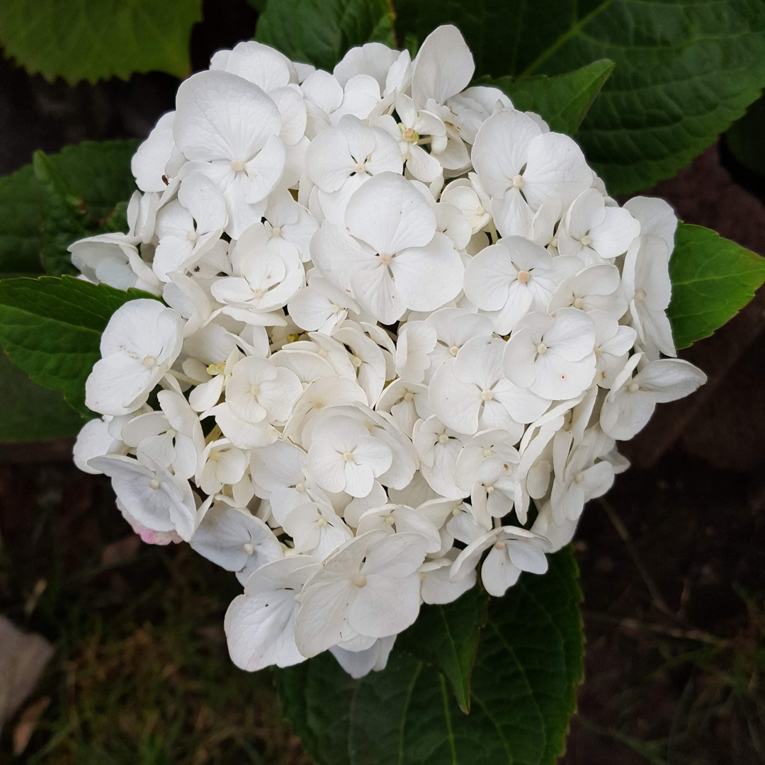 Hortensienblüte 