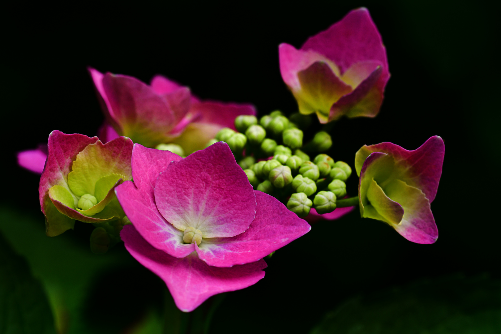 Hortensienblüte