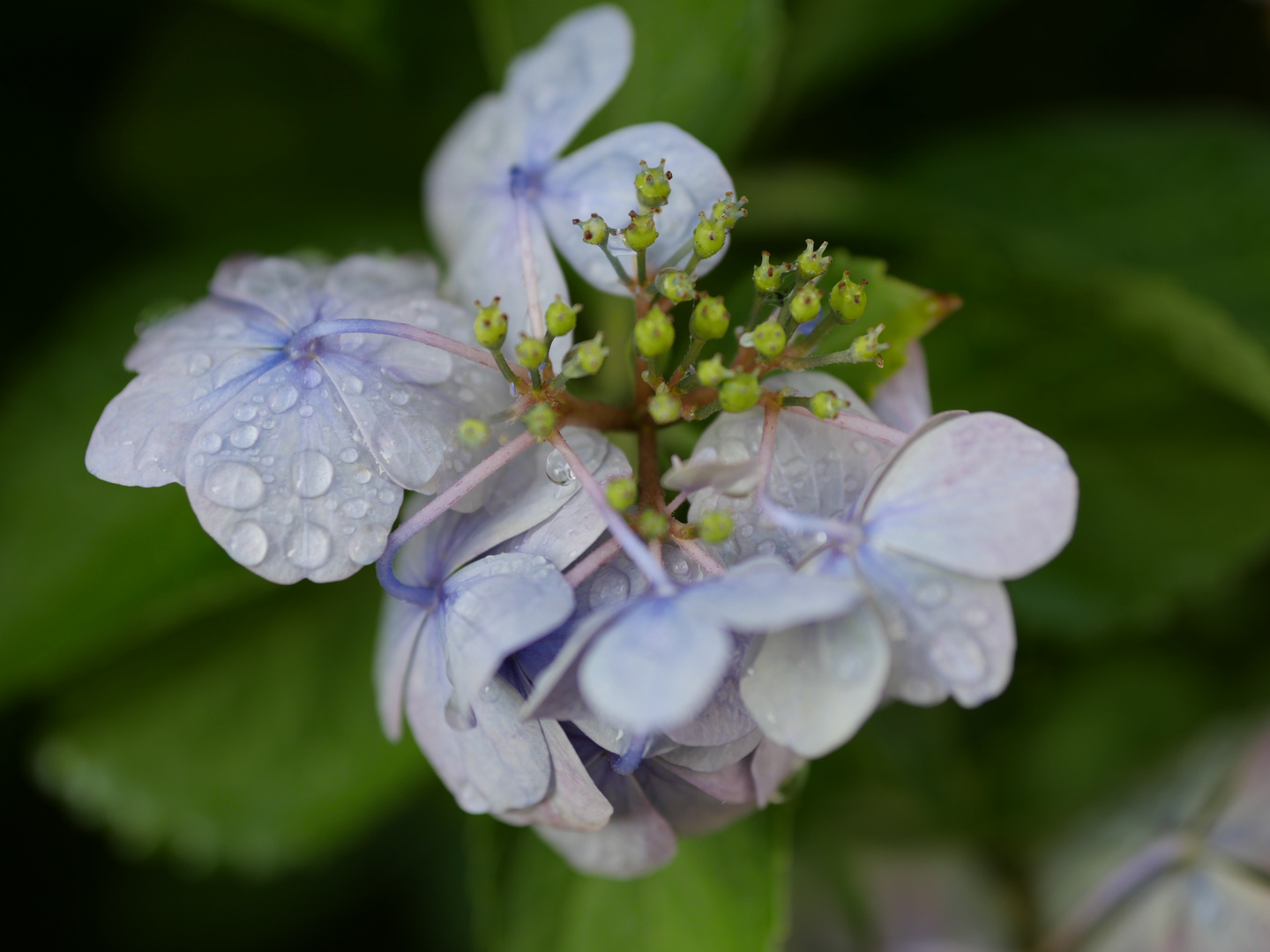 Hortensienblüte, blass