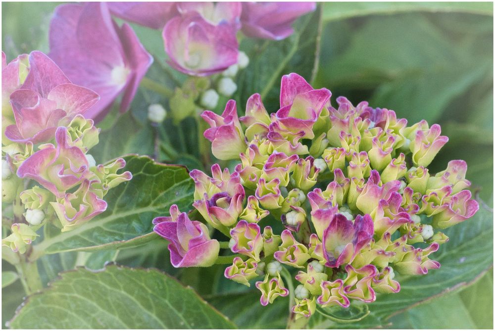 Hortensienblüte