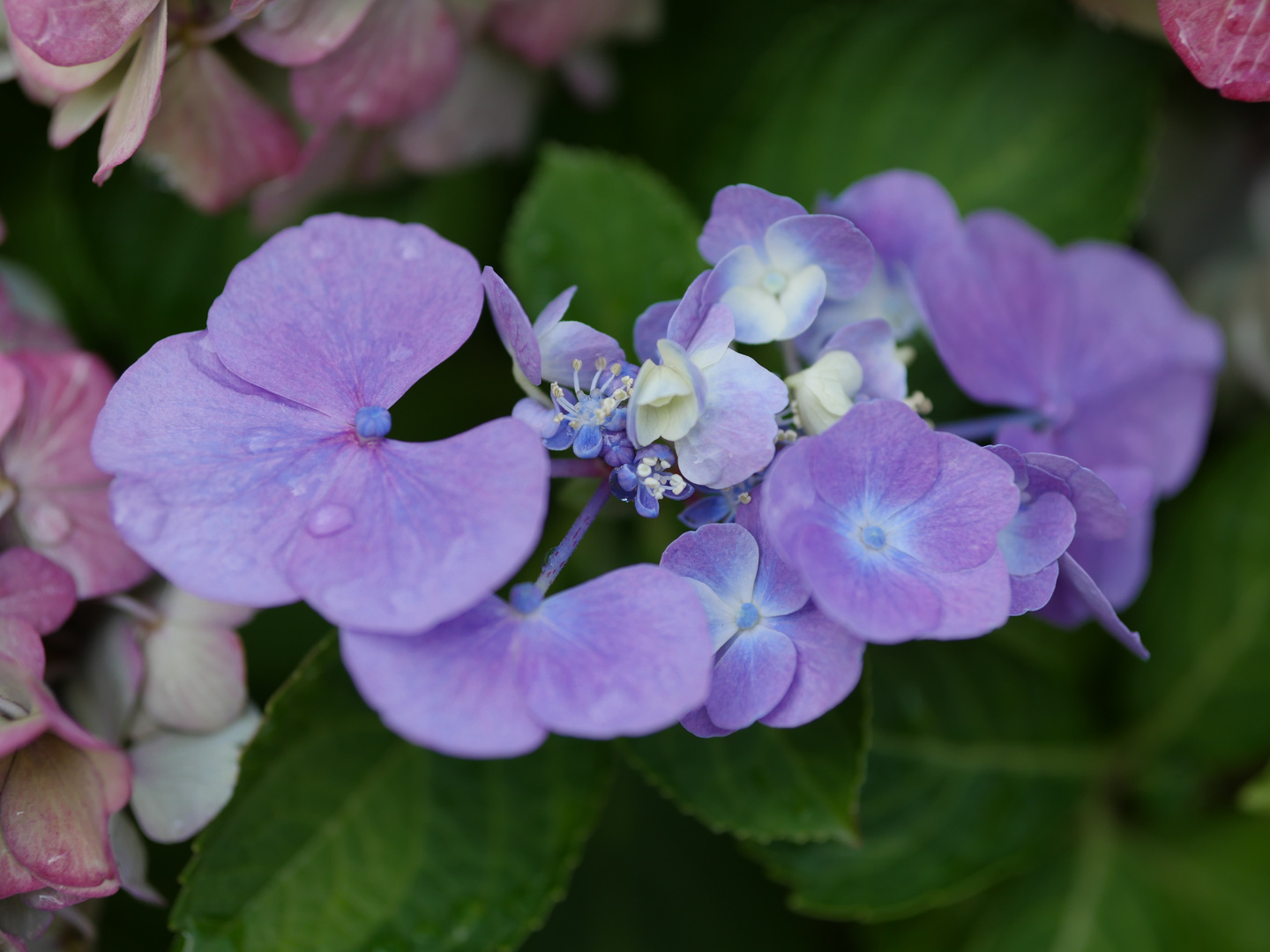 Hortensienblüte