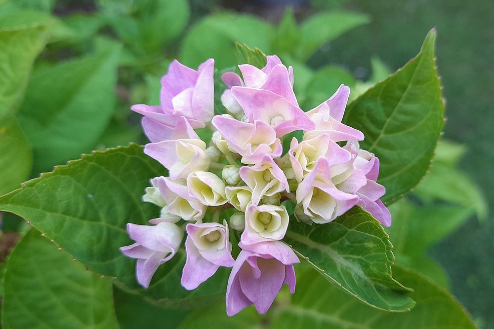 Hortensienblüte