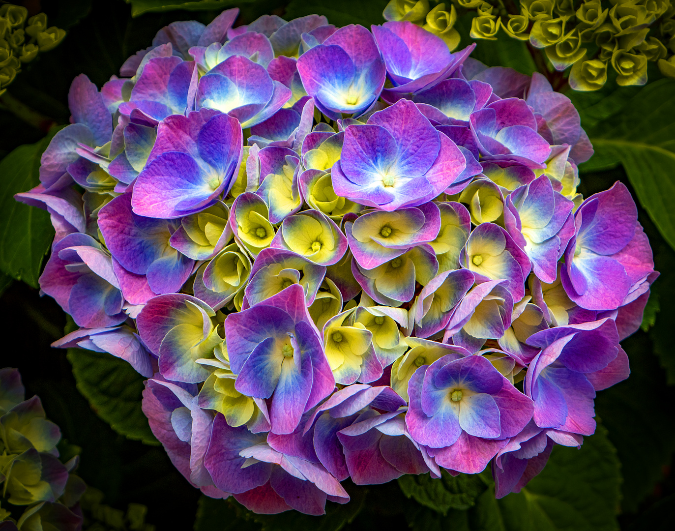 hortensienblüte...