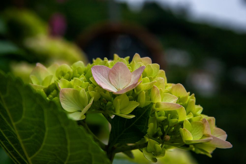 Hortensienblüte