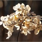 HORTENSIENBLÜTE IM APRIL