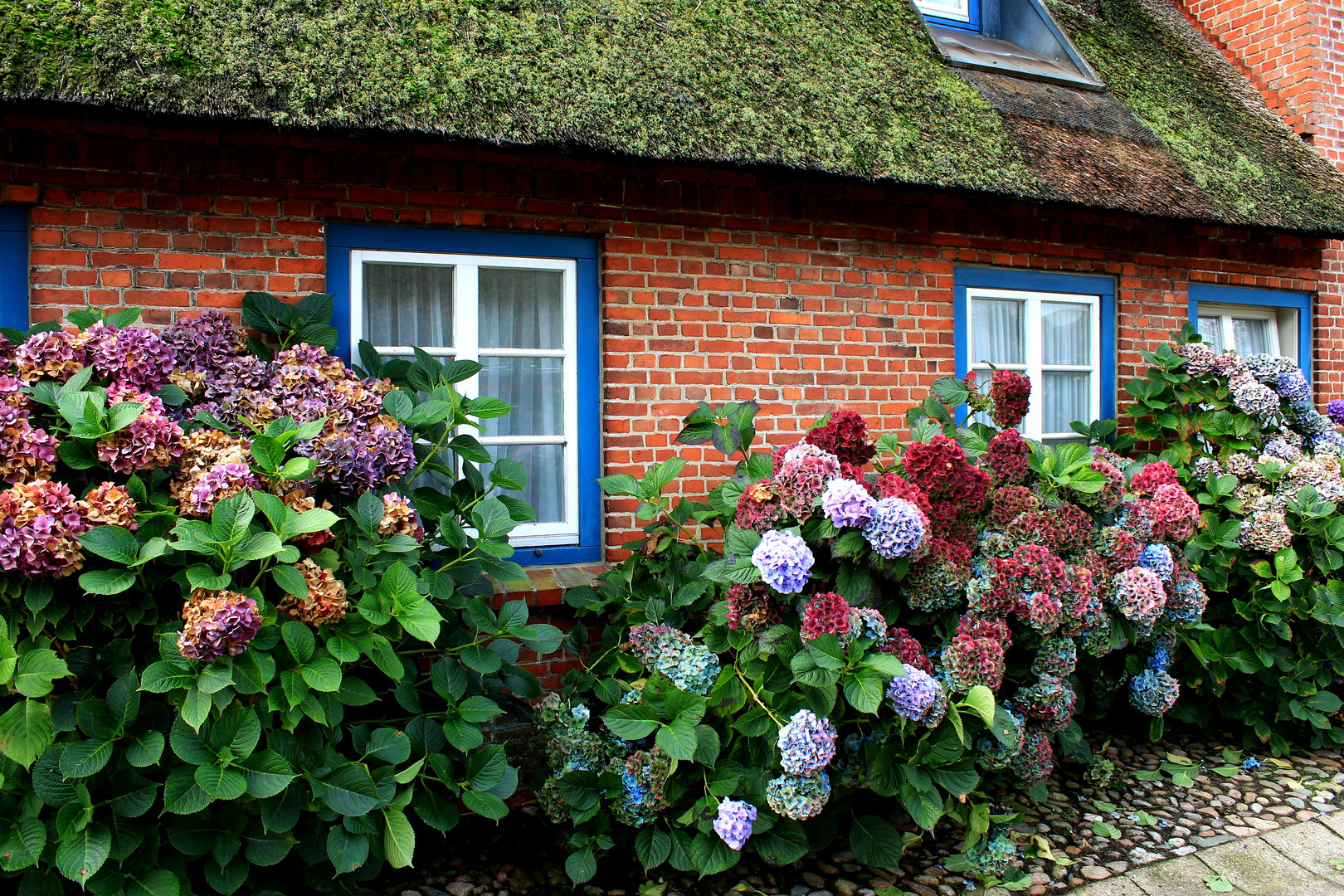 Hortensienblüte im Oktober