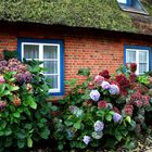 Hortensienblüte im Oktober