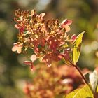 Hortensienblüte im Spätsommer