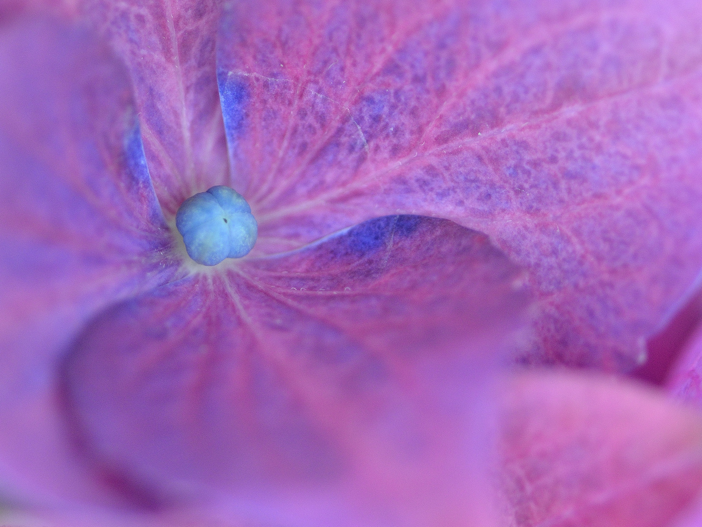 Hortensienblüte in pink blau.