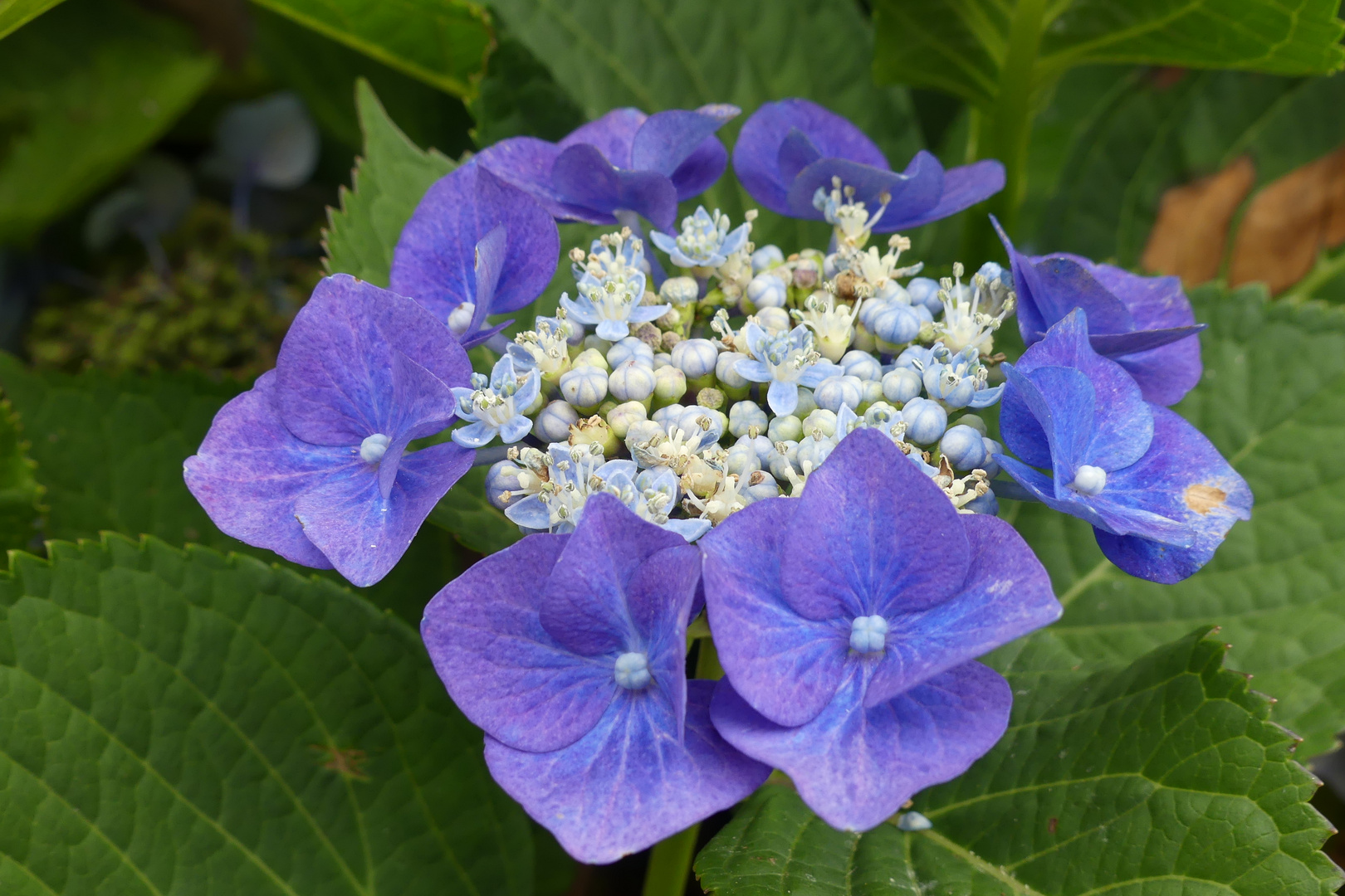 Hortensienblüte in unserem Garten