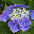 Hortensienblüte in unserem Garten