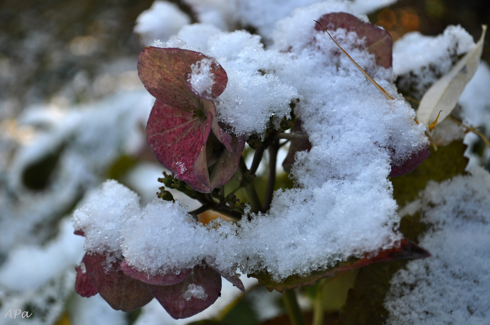 Hortensienblüte mit Schneehäubchen