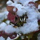 Hortensienblüte mit Schneehäubchen