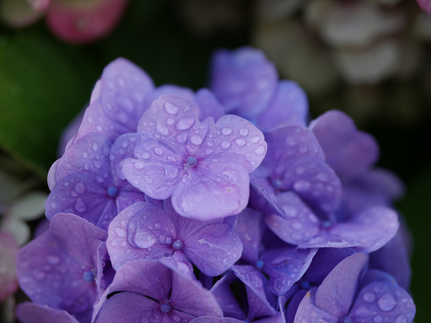 Hortensienblüte nach dem Regen