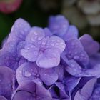 Hortensienblüte nach dem Regen