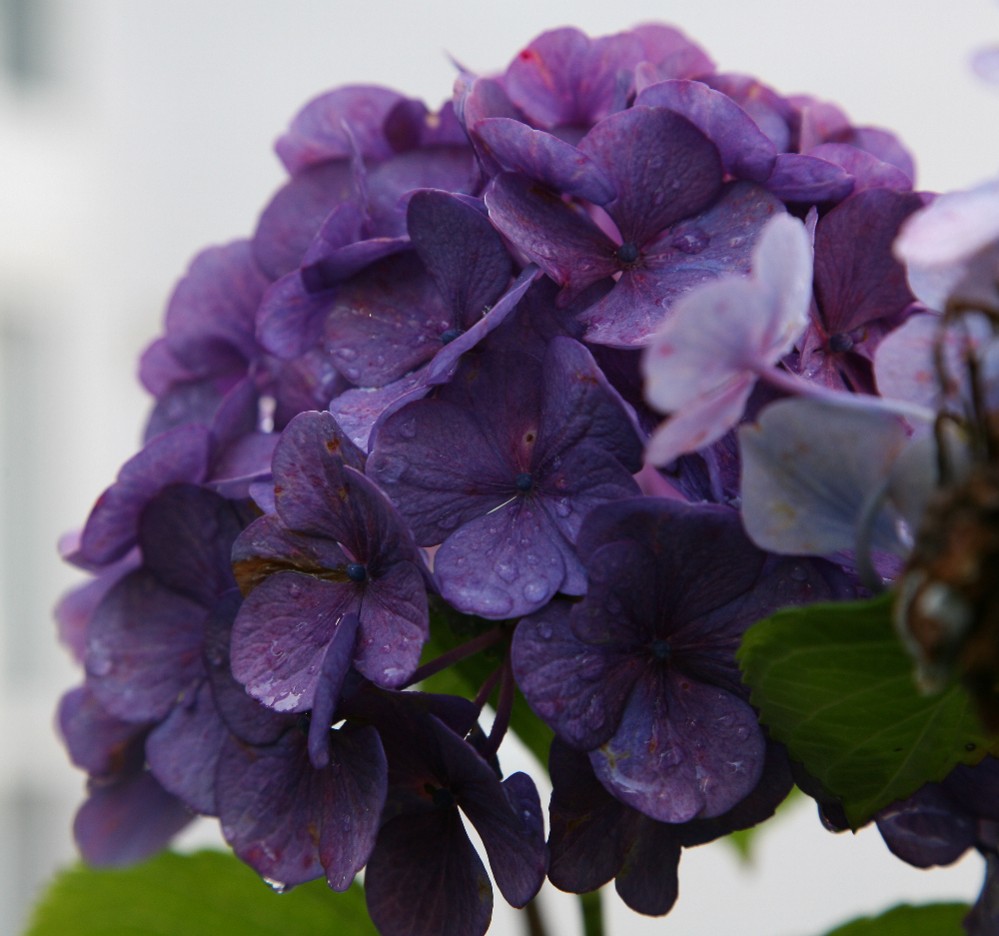 Hortensienblüte nach einer Regenschauer