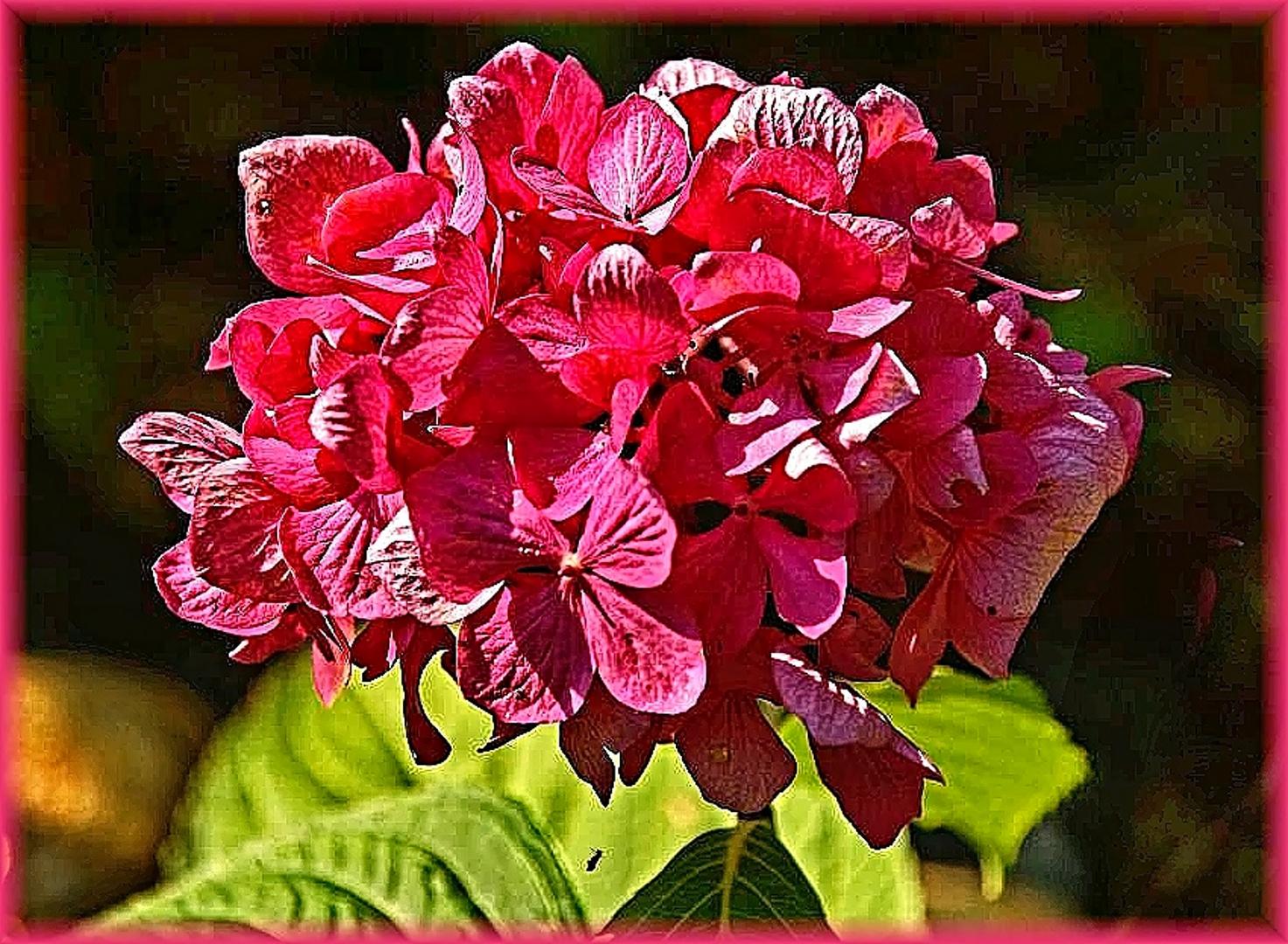 Hortensienblüte von der Morgensonne angeleuchtet.