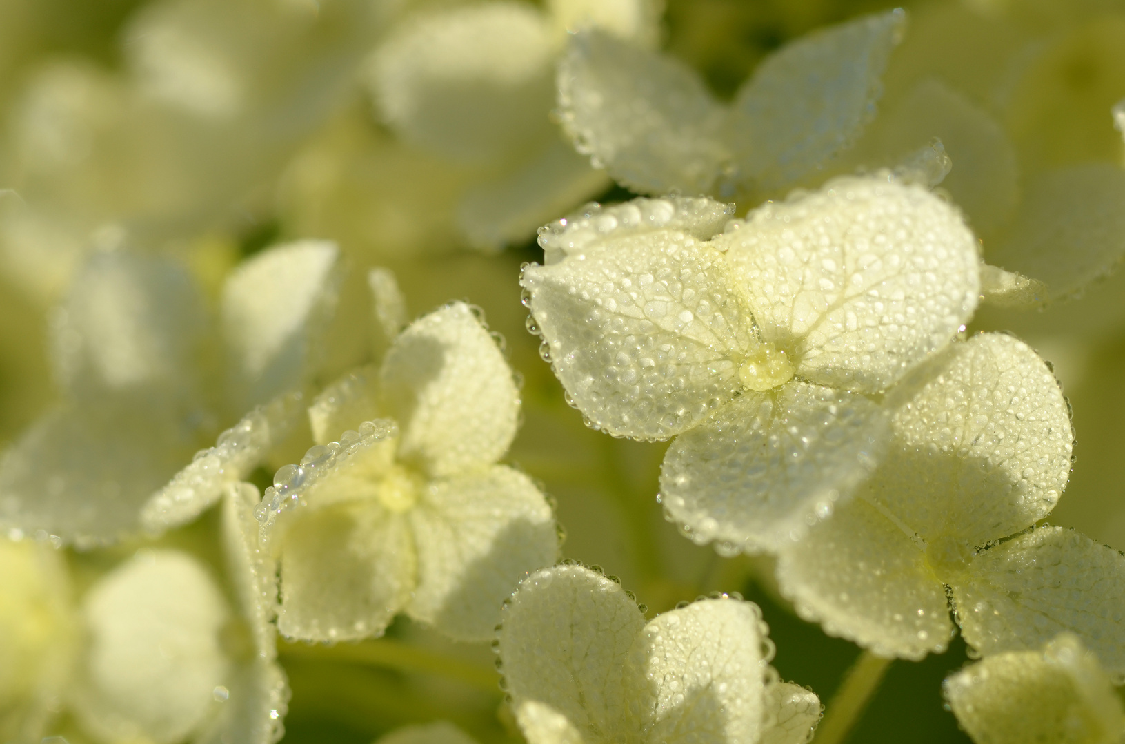 Hortensienblüten