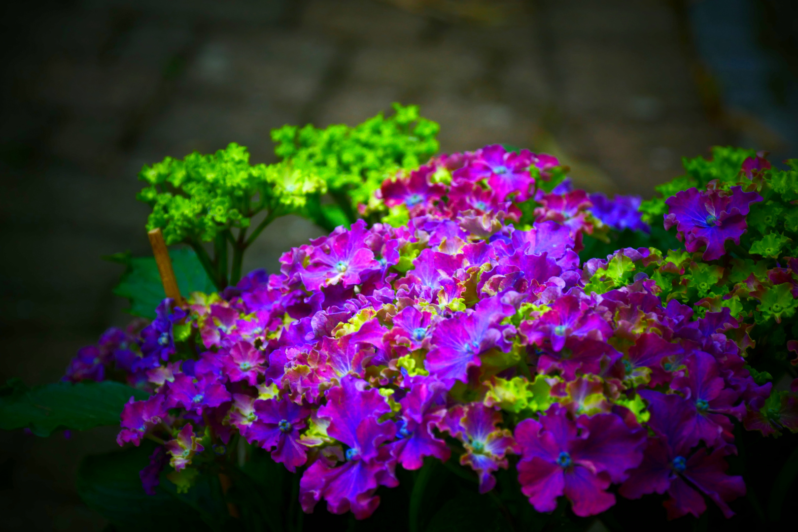 Hortensienblüten