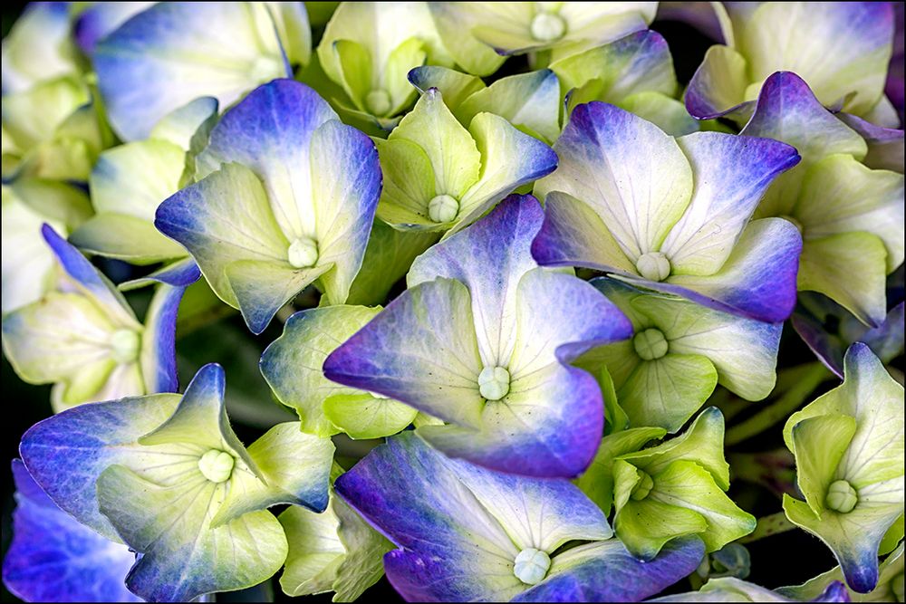 Hortensienblüten