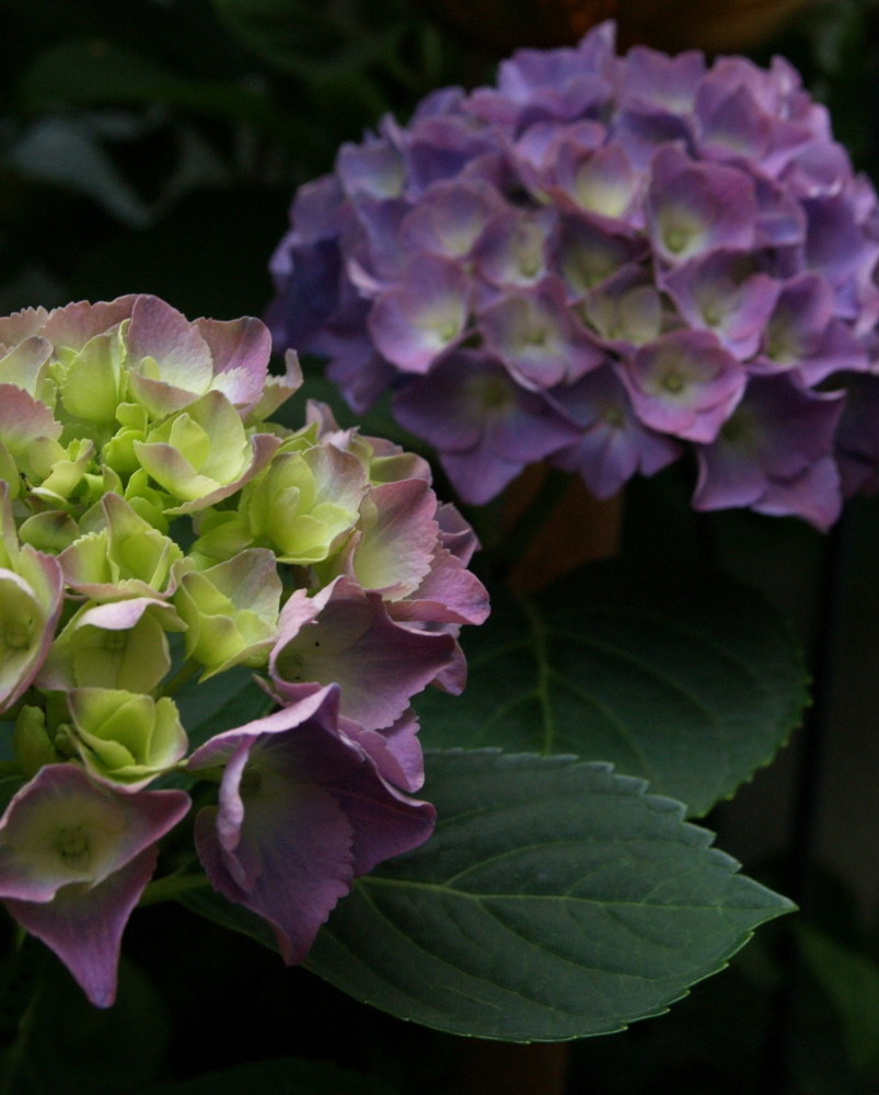 Hortensienblüten