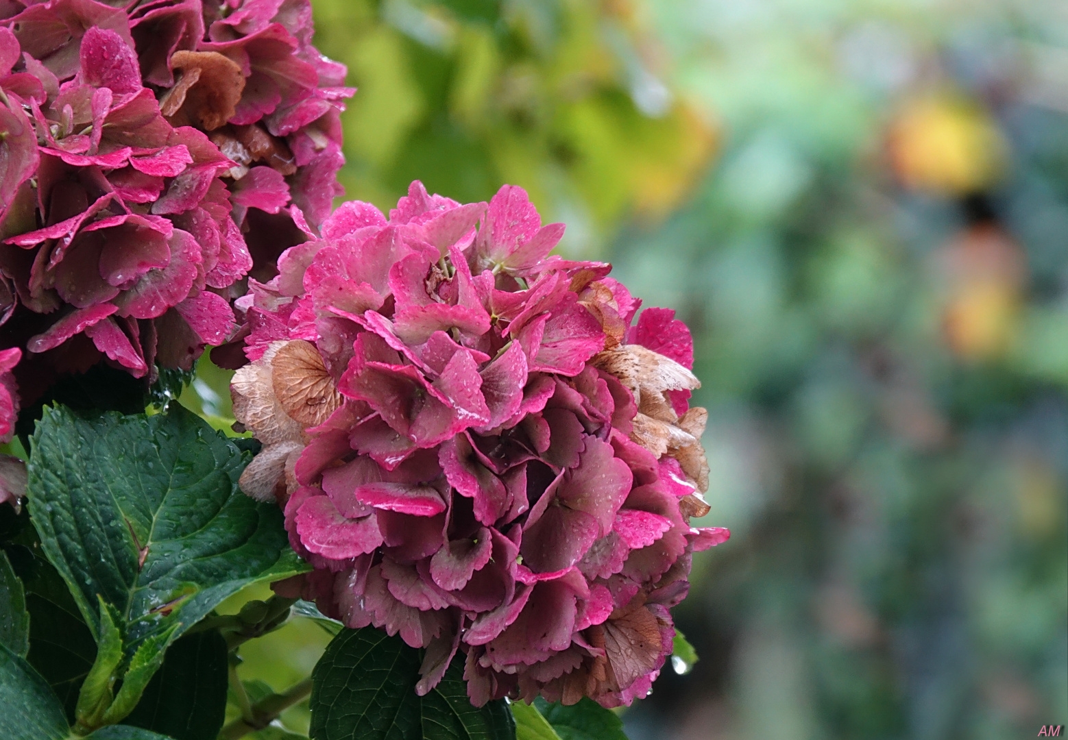 Hortensienblüten im Herbst