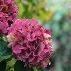 Hortensienblüten im Herbst