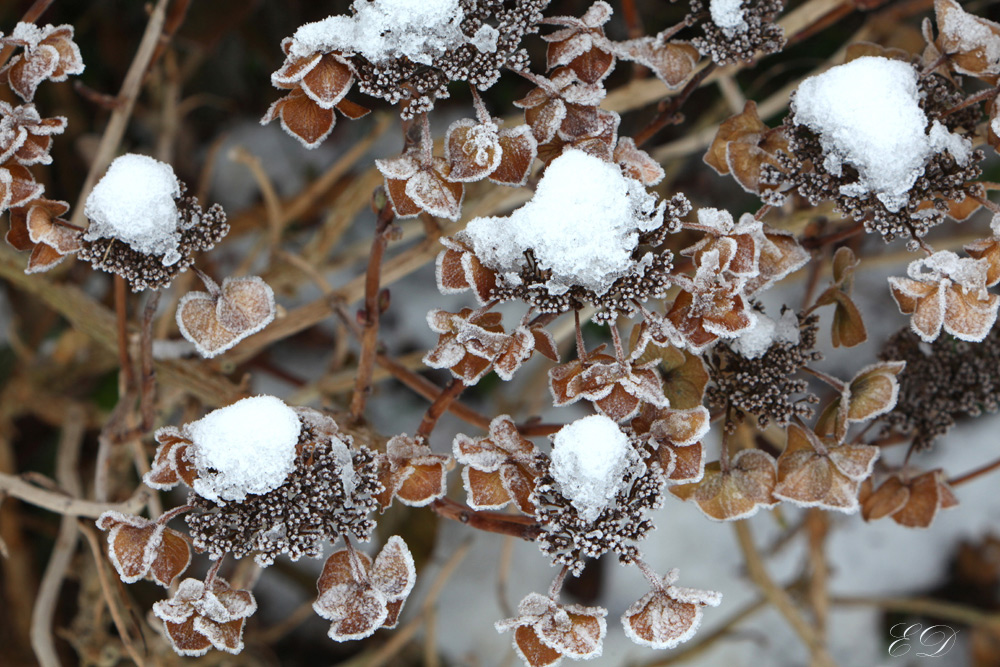 Hortensienblüten im Winter