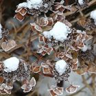 Hortensienblüten im Winter