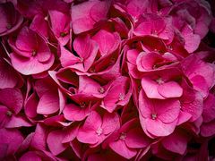 hortensienblütenblätter...