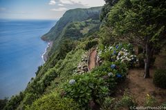 Hortensienpracht am Miradouro da Ponta do Sossego