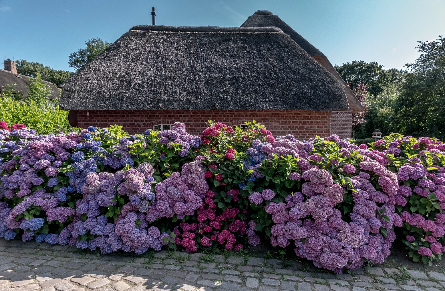 Hortensienwall