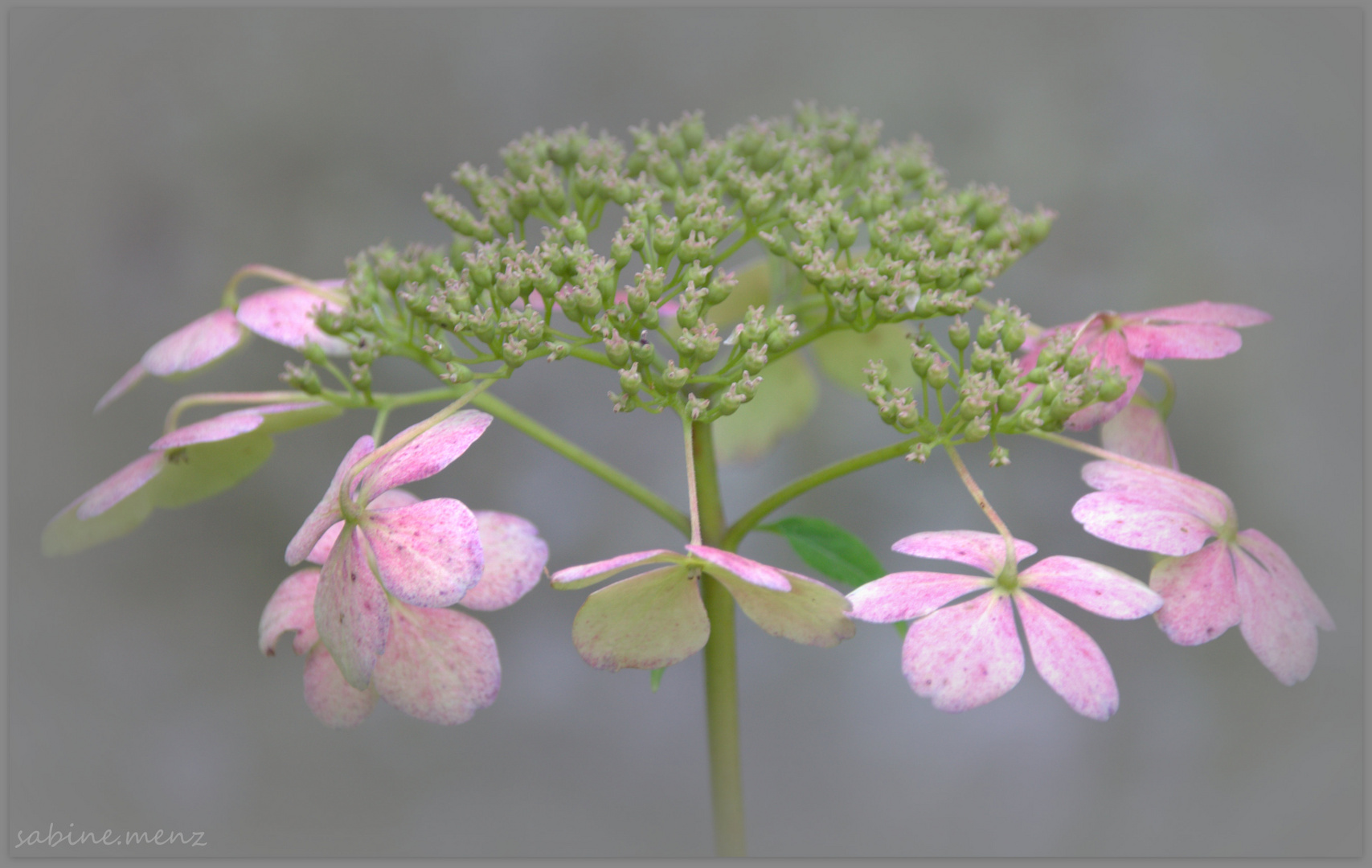 Hortensie....späte Schönheit 