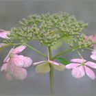 Hortensie....späte Schönheit 