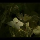 hortensisches Lichtspiel - IV