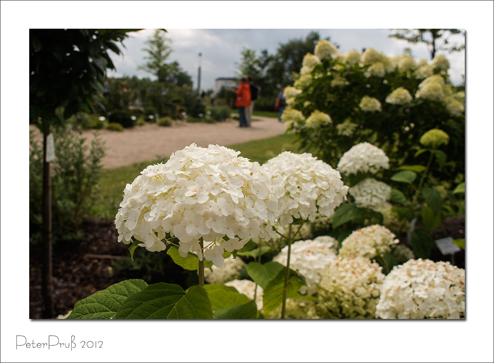 Hortenzien auf der Landesgartenschau in Bamberg