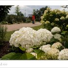 Hortenzien auf der Landesgartenschau in Bamberg