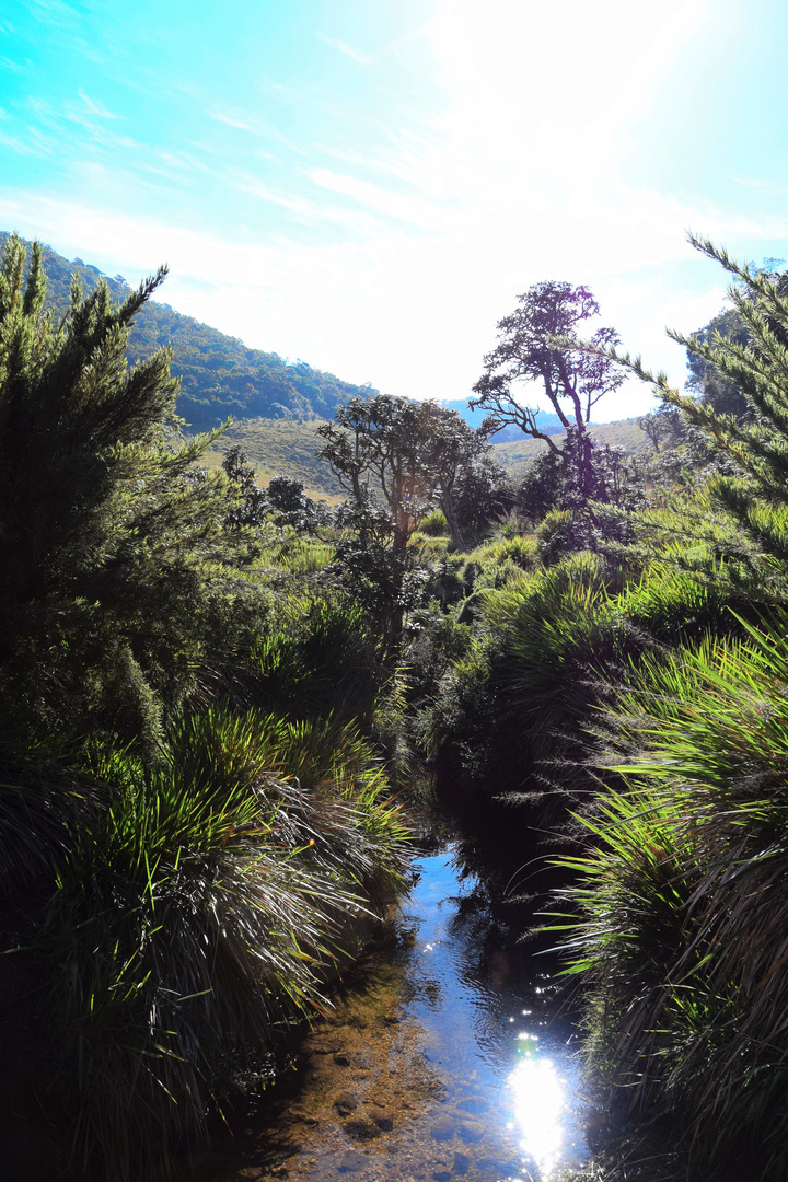 Horton Plains 3