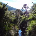 Horton Plains 3